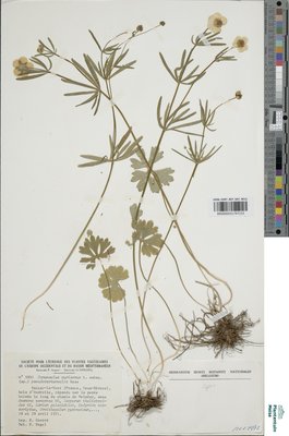 Ranunculus auricomus subsp. pseudovertumnalis Haas