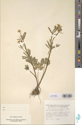 Ranunculus auricomus subsp. pseudovertumnalis Haas