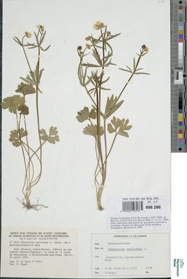 Ranunculus auricomus subsp. pseudovertumnalis Haas
