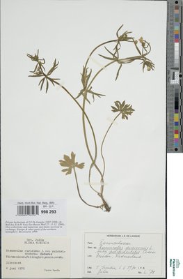 Ranunculus auricomus subsp. pseudovertumnalis Haas