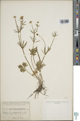 Ranunculus auricomus subsp. pseudovertumnalis Haas