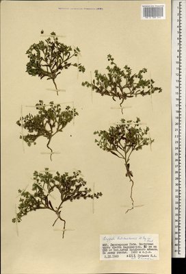 Lappula balchaschensis Popov ex Golosk. (Липучка), Moscow University Herbarium