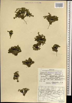 Lappula balchaschensis Popov ex Golosk. (Липучка), Moscow University Herbarium