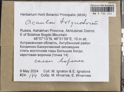 Acaulon triquetrum (Spruce) Müll. Hal., Moscow University Herbarium