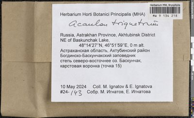 Acaulon triquetrum (Spruce) Müll. Hal., Moscow University Herbarium