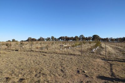 12mths_post_planting_372.JPG