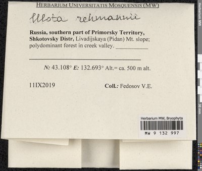Ulota rehmannii Jur., Moscow University Herbarium