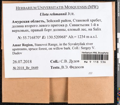 Ulota rehmannii Jur., Moscow University Herbarium