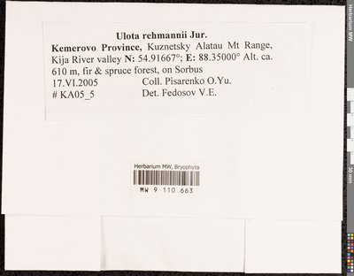 Ulota rehmannii Jur., Moscow University Herbarium