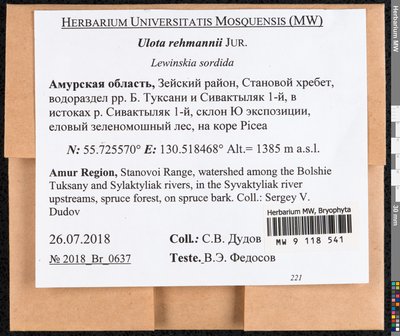 Ulota rehmannii Jur., Moscow University Herbarium