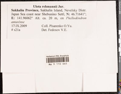 Ulota rehmannii Jur., Moscow University Herbarium