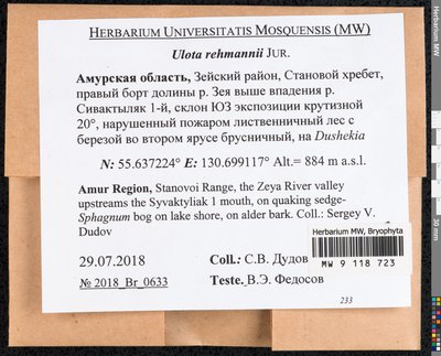 Ulota rehmannii Jur., Moscow University Herbarium