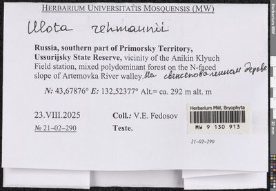 Ulota rehmannii Jur., Moscow University Herbarium