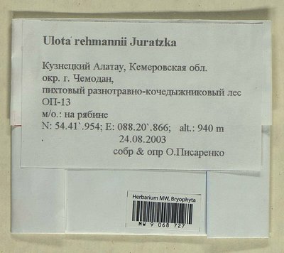 Ulota rehmannii Jur., Moscow University Herbarium