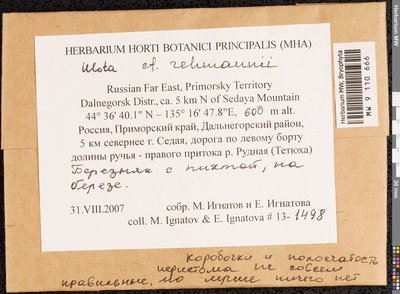 Ulota rehmannii Jur., Moscow University Herbarium