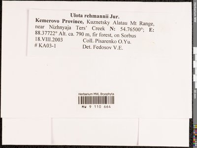 Ulota rehmannii Jur., Moscow University Herbarium