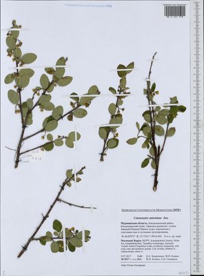 Cotoneaster laxiflorus (J. Jacq.) Lindl. (Кизильник рыхлоцветковый), Moscow University Herbarium