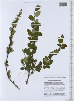 Cotoneaster laxiflorus (J. Jacq.) Lindl. (Кизильник рыхлоцветковый), Moscow University Herbarium