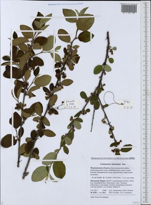 Cotoneaster laxiflorus (J. Jacq.) Lindl. (Кизильник рыхлоцветковый), Moscow University Herbarium