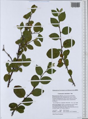 Cotoneaster laxiflorus (J. Jacq.) Lindl. (Кизильник рыхлоцветковый), Moscow University Herbarium