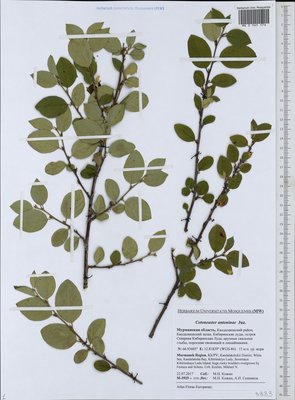 Cotoneaster laxiflorus (J. Jacq.) Lindl. (Кизильник рыхлоцветковый), Moscow University Herbarium