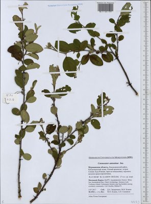 Cotoneaster laxiflorus (J. Jacq.) Lindl. (Кизильник рыхлоцветковый), Moscow University Herbarium