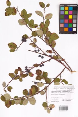 Cotoneaster laxiflorus (J.Jacq.) Lindl. (Кизильник рыхлоцветковый), MHA Herbarium