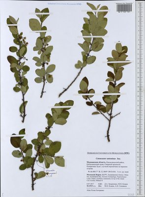 Cotoneaster laxiflorus (J. Jacq.) Lindl. (Кизильник рыхлоцветковый), Moscow University Herbarium