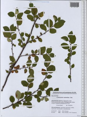 Cotoneaster laxiflorus (J. Jacq.) Lindl. (Кизильник рыхлоцветковый), Moscow University Herbarium