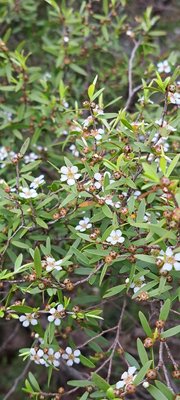 Leptospermum laevigatum (Gaertn.) F.Muell.: flower