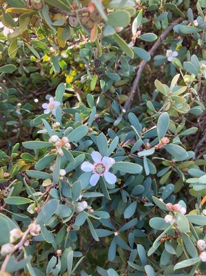 Leptospermum laevigatum (Gaertn.) F.Muell.: flower