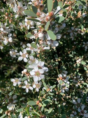 Leptospermum laevigatum (Gaertn.) F.Muell.: flower