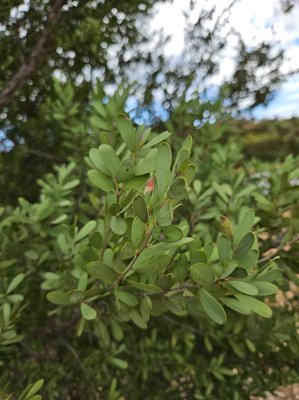 Leptospermum laevigatum (Gaertn.) F.Muell.: leaf