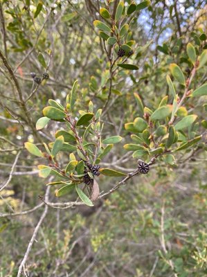 Leptospermum laevigatum (Gaertn.) F.Muell.: fruit
