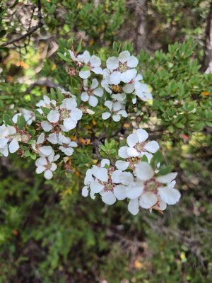 Leptospermum laevigatum (Gaertn.) F.Muell.: flower
