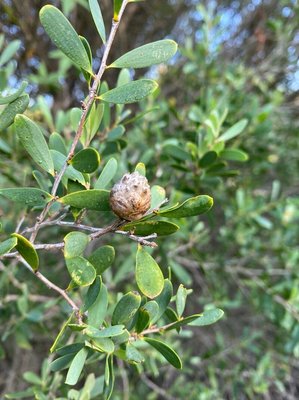 Leptospermum laevigatum (Gaertn.) F.Muell.: fruit