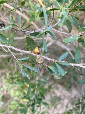 Leptospermum laevigatum (Gaertn.) F.Muell.: fruit