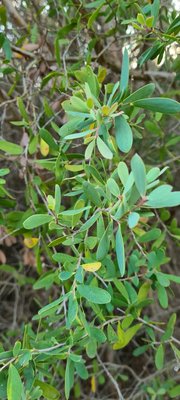 Leptospermum laevigatum (Gaertn.) F.Muell.: leaf
