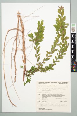 coast tea tree, Leptospermum laevigatum (Gaertn.) F.Muell.