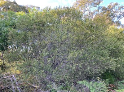 Leptospermum laevigatum (Gaertn.) F.Muell.: habit