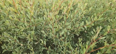Leptospermum laevigatum (Gaertn.) F.Muell.: leaf