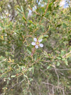 Leptospermum laevigatum (Gaertn.) F.Muell.: flower
