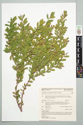 coast tea tree, Leptospermum laevigatum (Gaertn.) F.Muell.