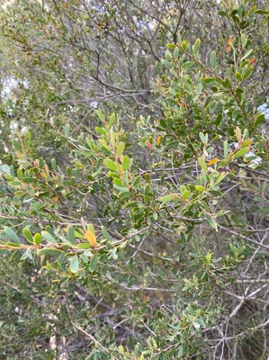 Leptospermum laevigatum (Gaertn.) F.Muell.: leaf