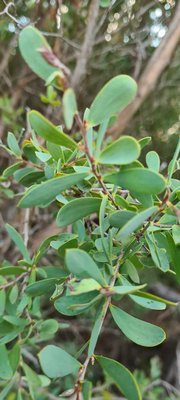 Leptospermum laevigatum (Gaertn.) F.Muell.: leaf