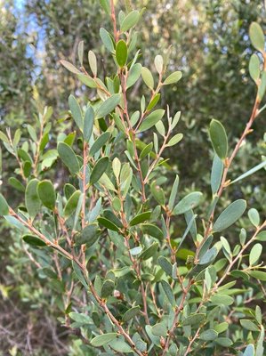 Leptospermum laevigatum (Gaertn.) F.Muell.: leaf