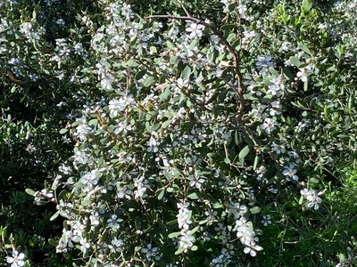 Leptospermum laevigatum (Gaertn.) F.Muell.: flower