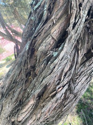Leptospermum laevigatum (Gaertn.) F.Muell.: bark