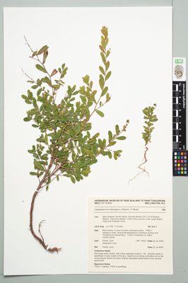 coast tea tree, Leptospermum laevigatum (Gaertn.) F.Muell.