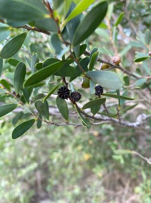 Leptospermum laevigatum (Gaertn.) F.Muell.: fruit